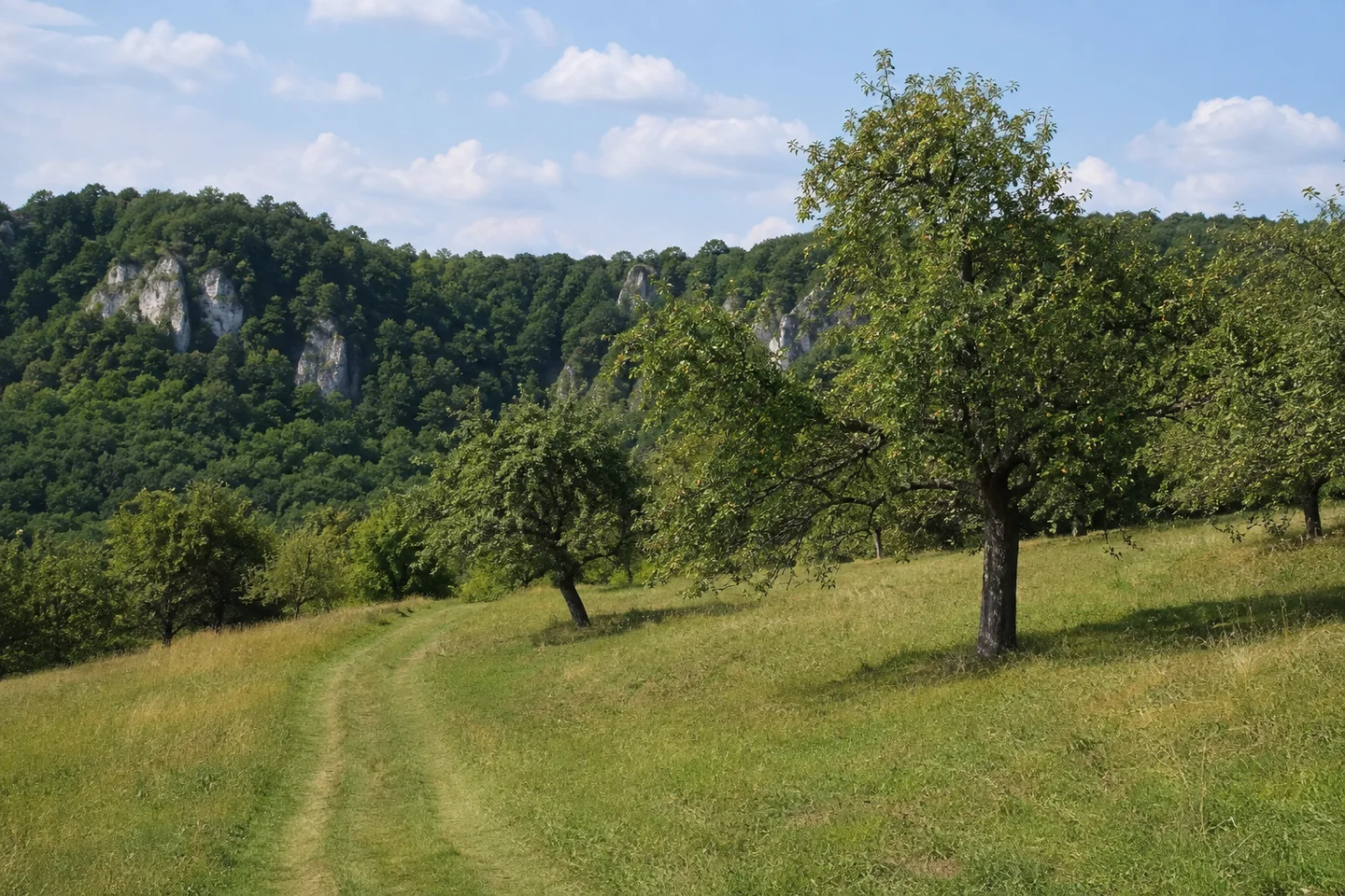 Streuobstwiese am Jurahang bei Affalterthal, alte Apfel- und Kirschbäume, grasiger Wanderweg, dahinter bewaldete Kalkkuppen.