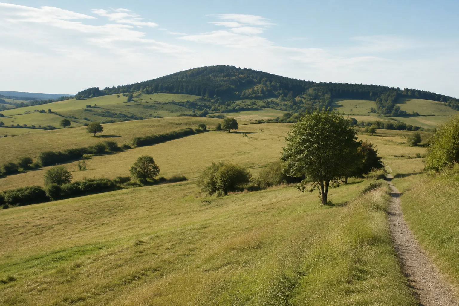 Reulbacher Huten: offene beweidete Hügel mit Hecken und einzelnen Bäumen, dunkle gerundete Waldkuppe im Hintergrund.