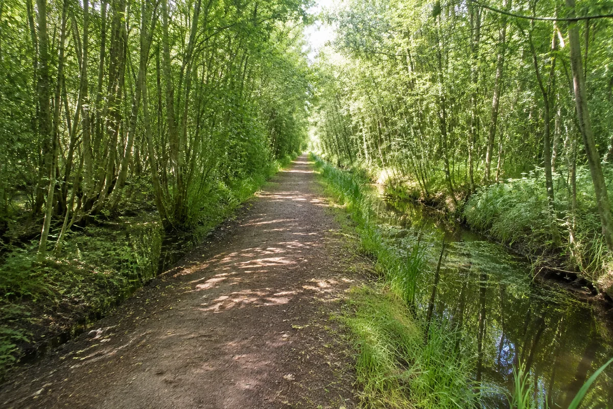 Katinger Wald: Ebener breiter Waldweg durch jungen dichten Laubwald mit feuchten Gräben
