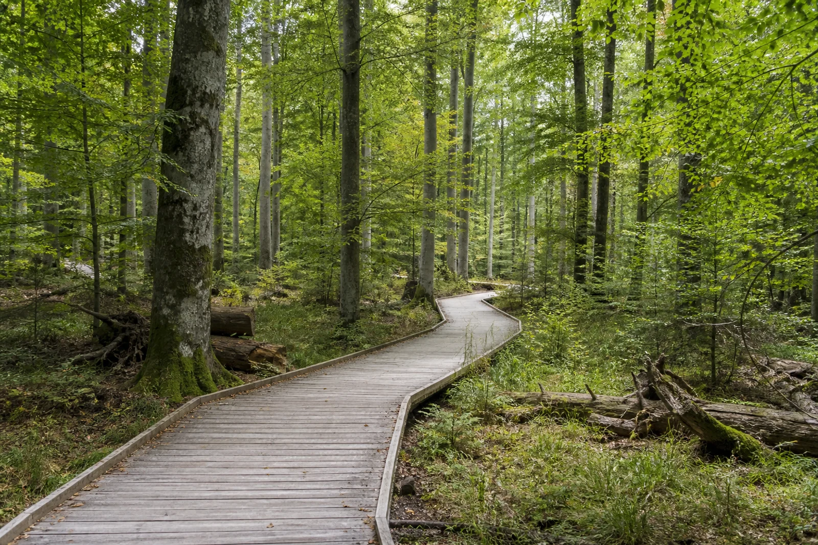 Holzweg durch alten Buchenwald im Wilden Kermeter im Nationalpark Eifel