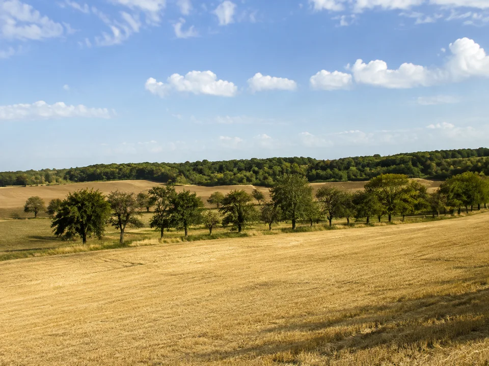 Börderand bei Hundisburg: Sanftes Ackerland mit alten Baumreihen, Obstwiesen und niedrigem Laubwaldhorizont