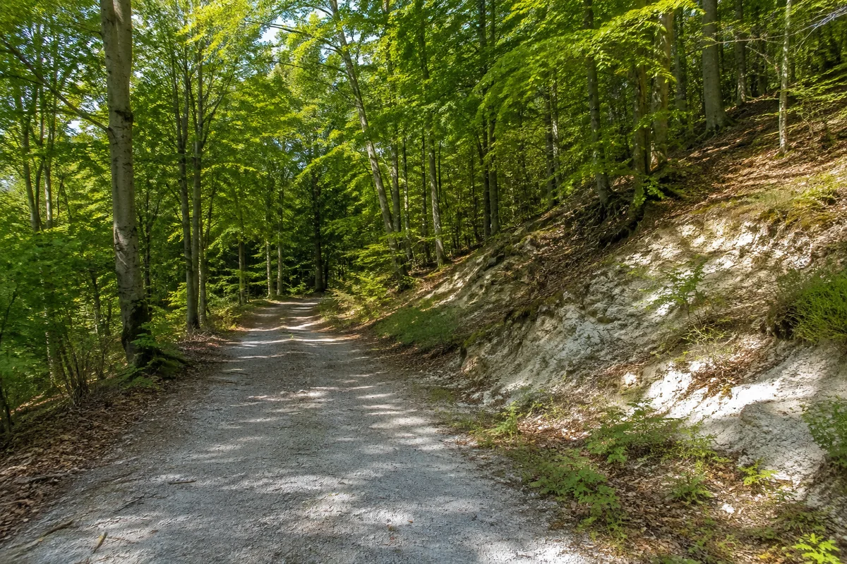 Breiter Waldweg zwischen Buchen und kleinen hellen Gipsaufschlüssen am südlichen Harzrand von Ellrich