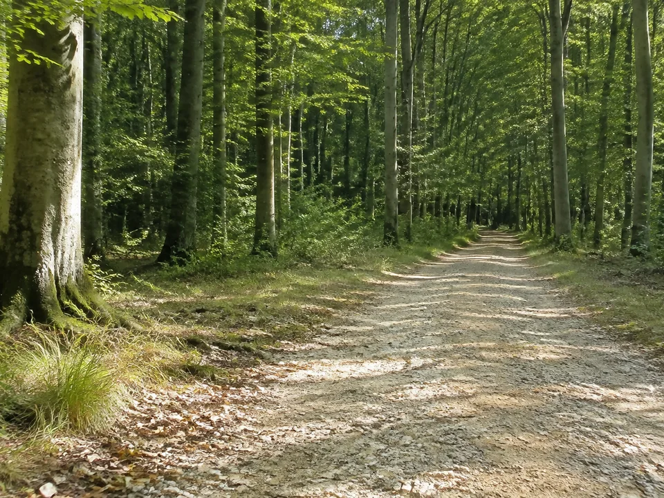 Lichter Buchenhochwald am nordöstlichen Elm mit hellen Kalksteinchen im breiten Waldweg