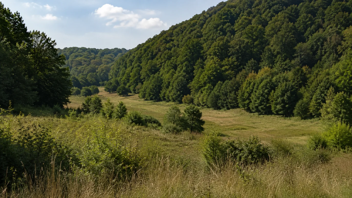 Elm: Westlicher Elm bei Erkerode: sanftes Wiesental zwischen geschlossenen Buchenhängen