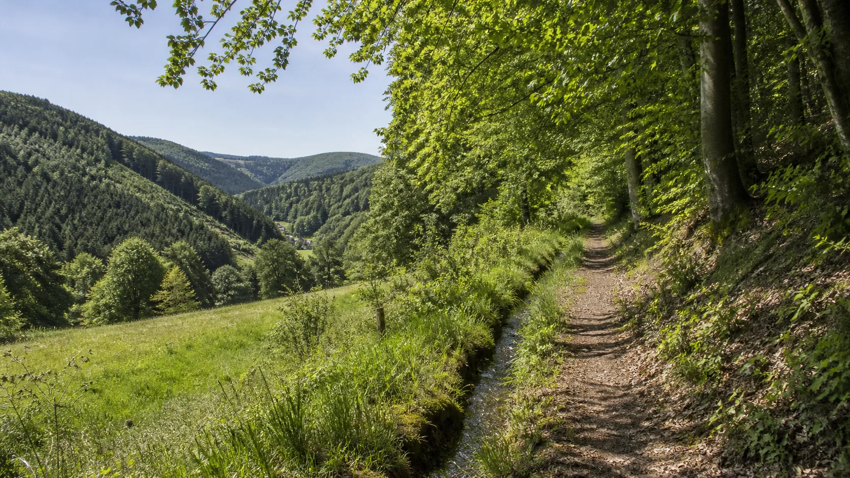 Waldweg am Elper Berg