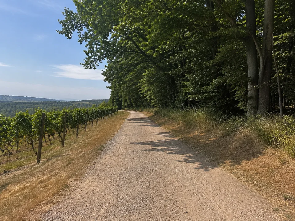 Rauenthaler Waldrand: Heller breiter Weg zwischen Weinbergsrand und dichtem Eichen-Buchenwald auf einer niedrigen Kuppe