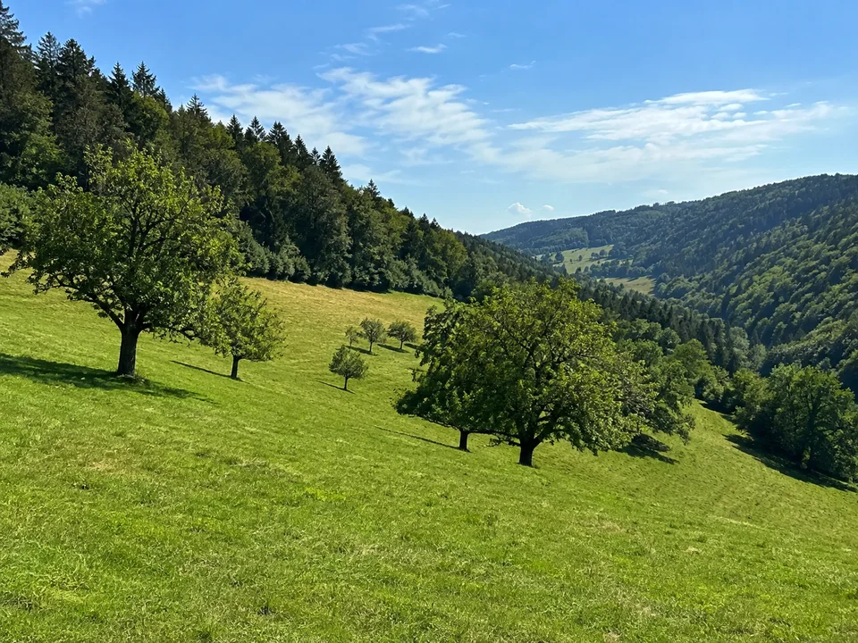 Wiesen bei Elzach: Grüne ansteigende Talwiesen mit einzelnen Obstbäumen und geschlossenen Waldhängen im oberen Elztal