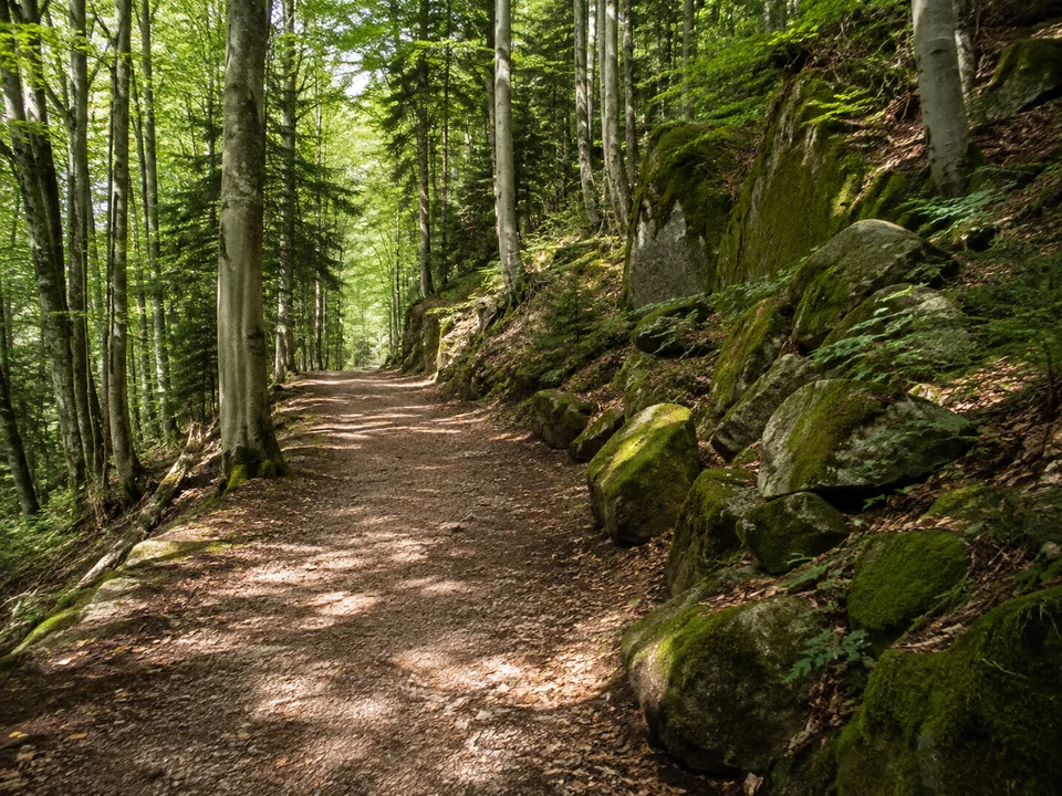 Waldweg bei Gutach: Schattiger breiter Weg durch Buchen und Tannen oberhalb des Elztals mit moosigen Steinen