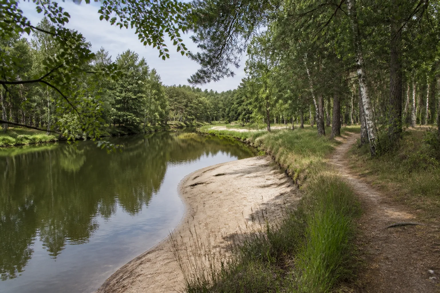 Emsaltwasser und Kiefernwald bei Sinningen