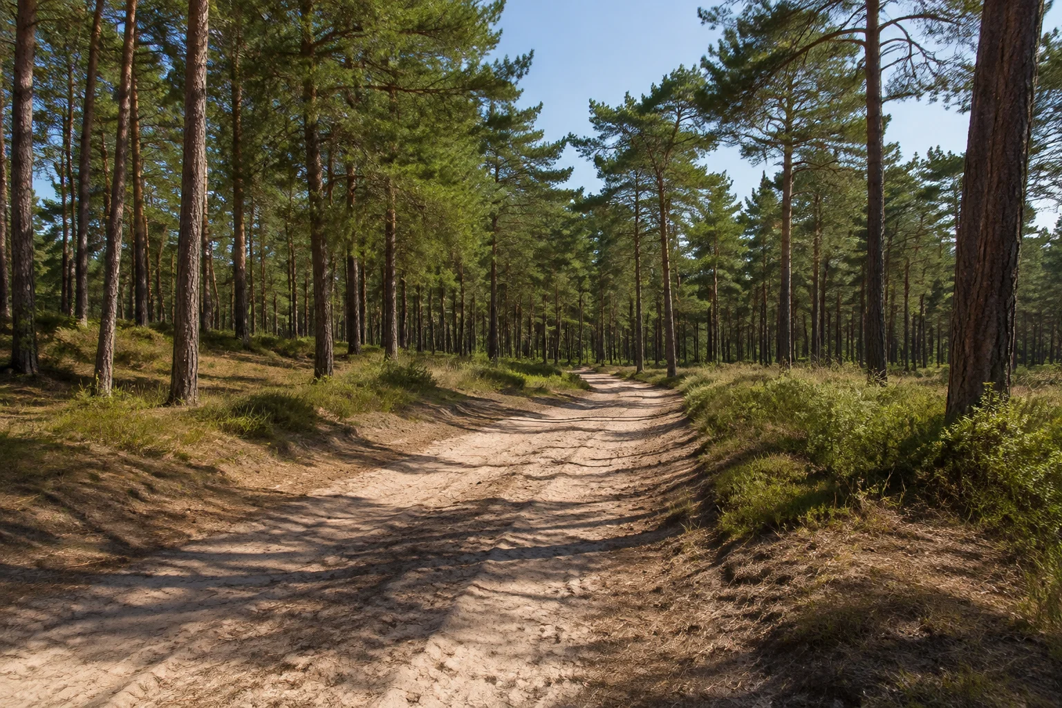 Hümmlinger Geest bei Sögel mit sandigem Weg und Kiefernwald