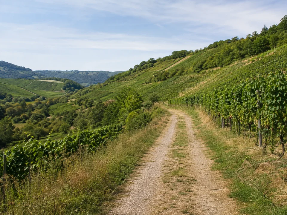 Rebhänge bei Kiechlinsbergen: Breiter Weg entlang grüner Rebreihen auf lössbedeckten Hängen oberhalb eines kleinen Kaiserstuhltals