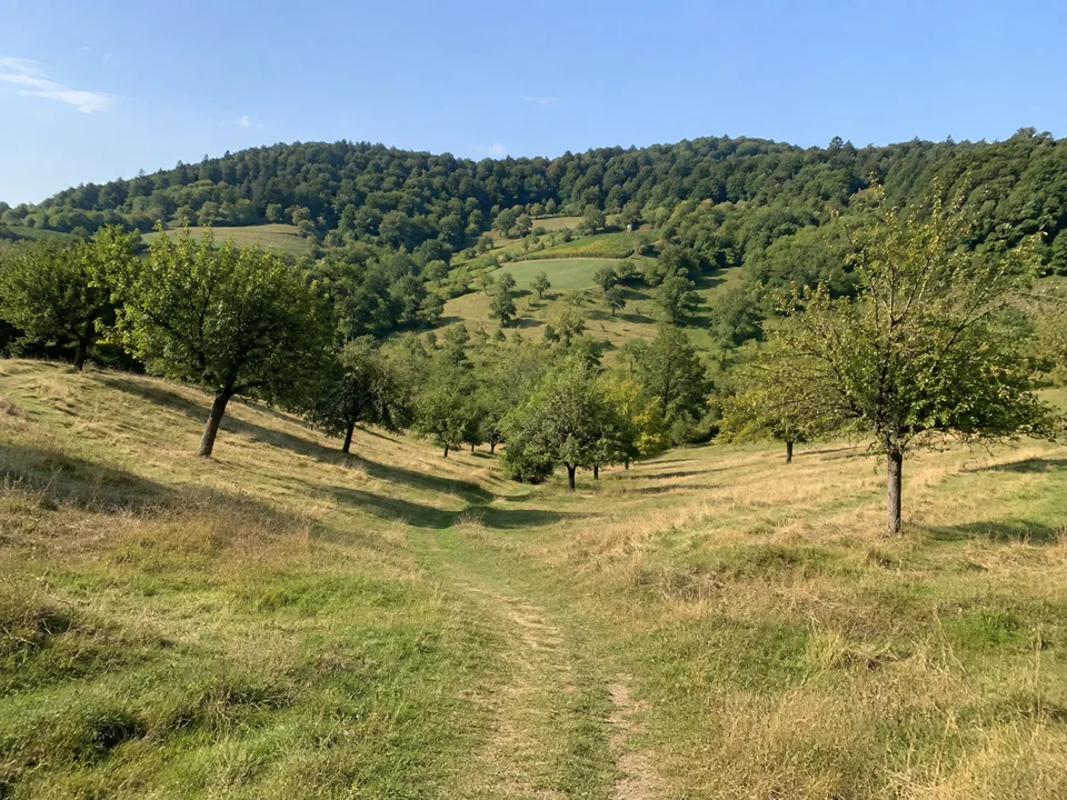 Wiesental bei Amoltern: Kleiner sonniger Talkessel mit Streuobst und grasigen Wegen, niedrige bewaldete Kuppen dahinter