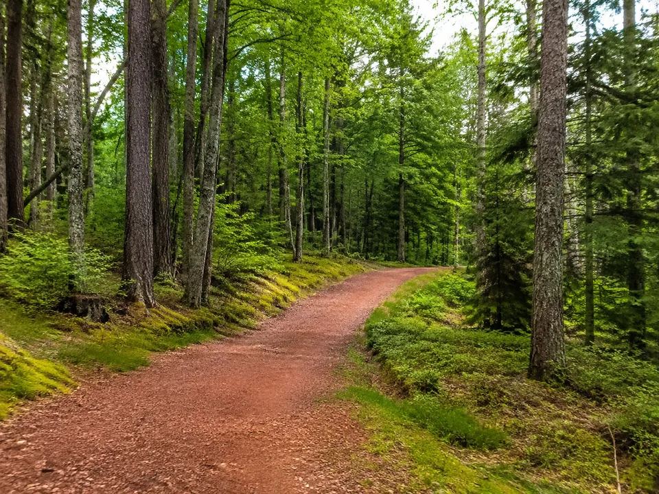 Bullauer Höhe: dichter Odenwald mit roten Sandsteinwegen auf der Hochfläche