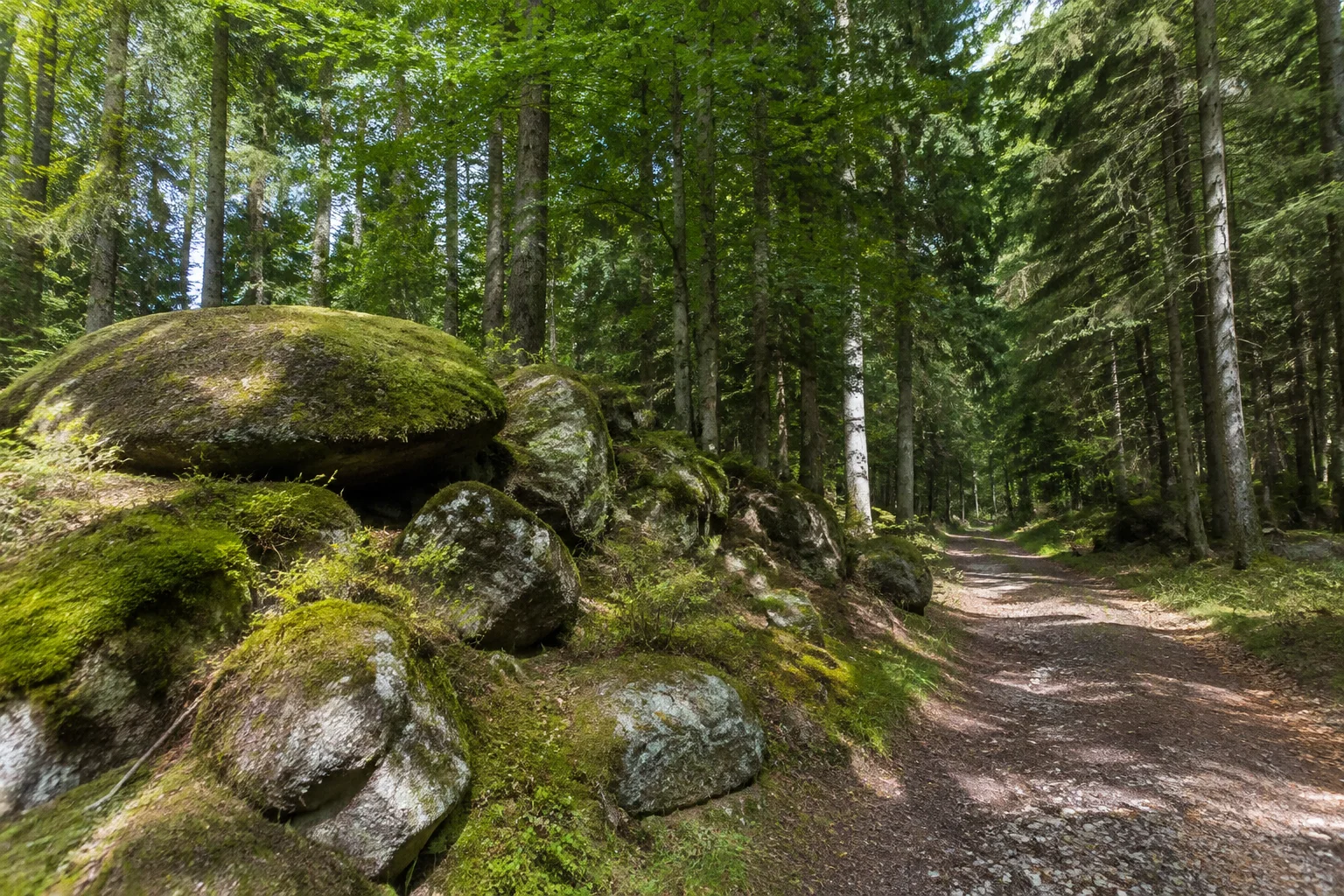 Pfaben am Steinwald: moosige gerundete Granitblöcke neben einem breiten Waldweg unter Fichten und Buchen.