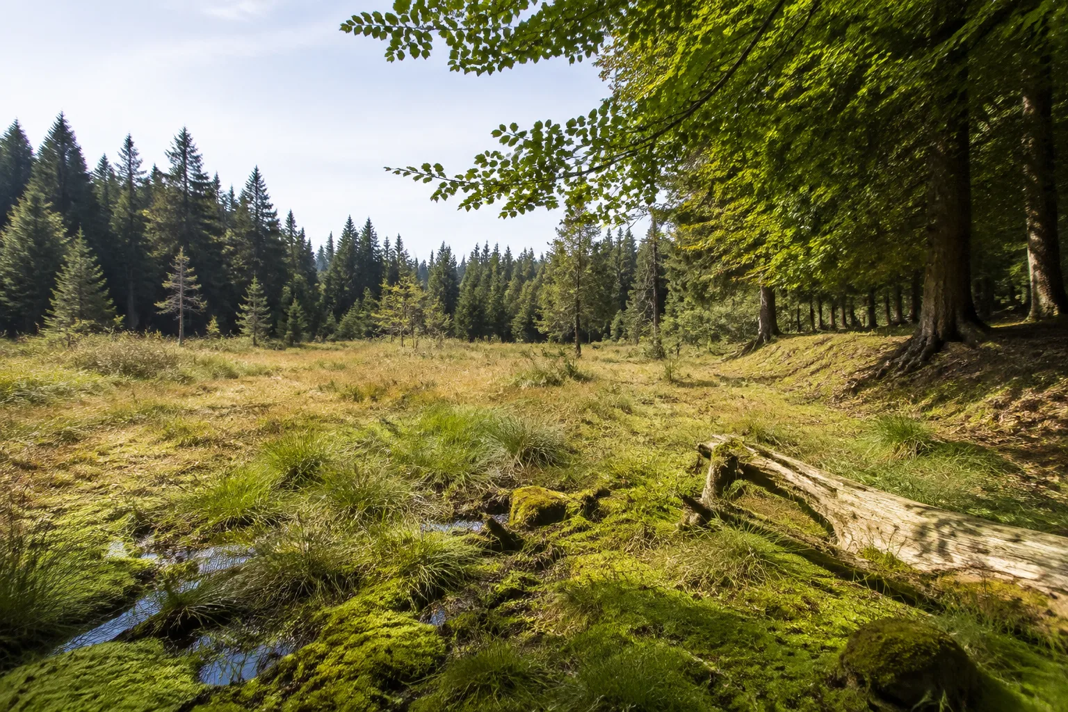 Langbruch: feuchtes Hangmoor im Nationalparkwald