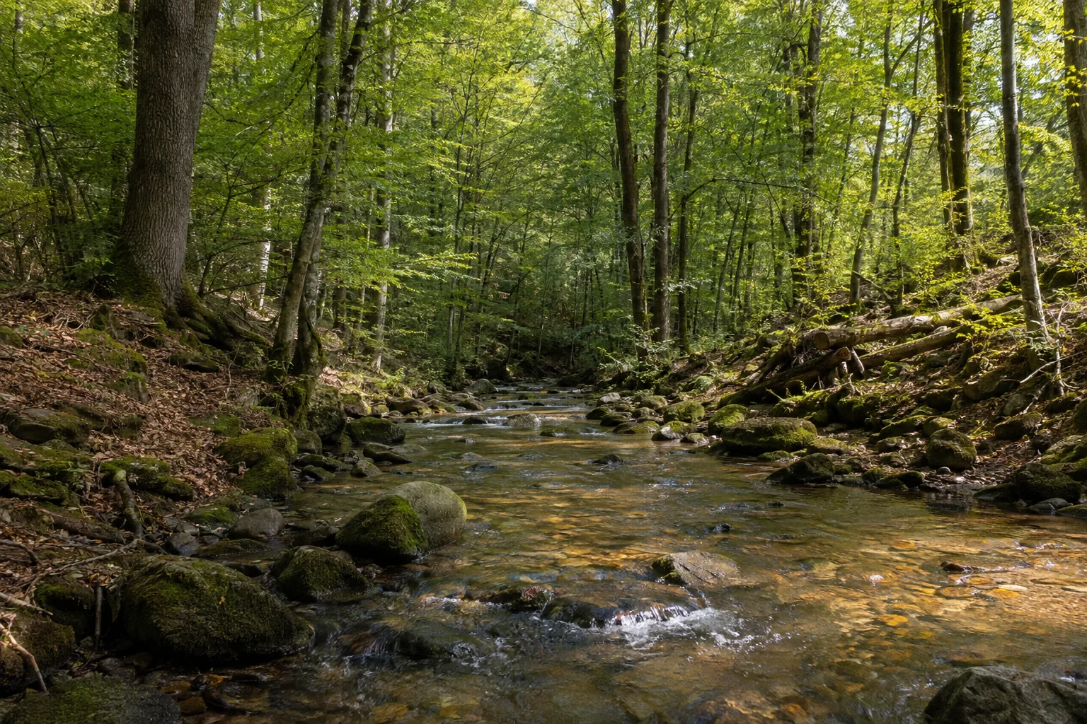 Trauntal: klarer Bach zwischen altem Hochwald