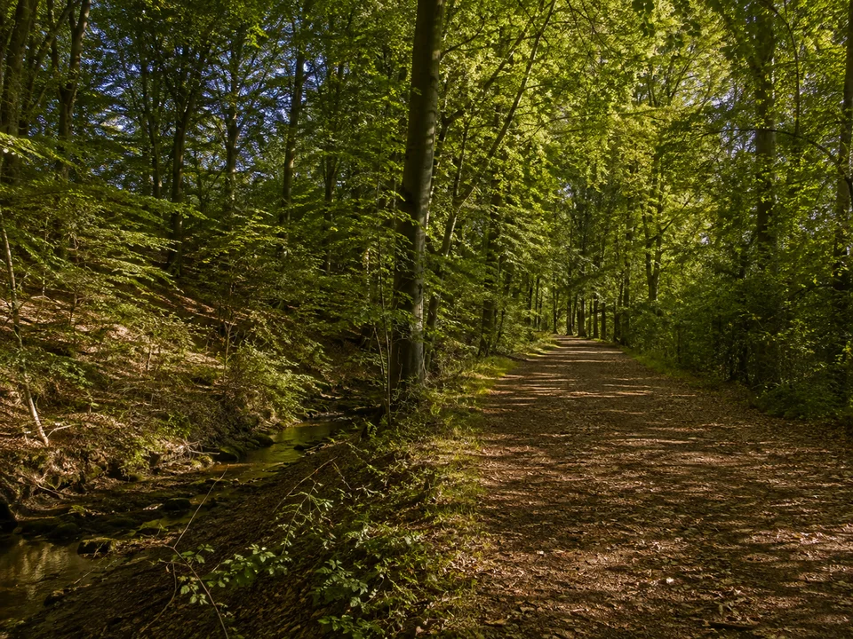 Steigerwald bei Rhoda: Leicht hügeliger dichter Laubmischwald mit breitem erdigem Weg und Sommerlicht