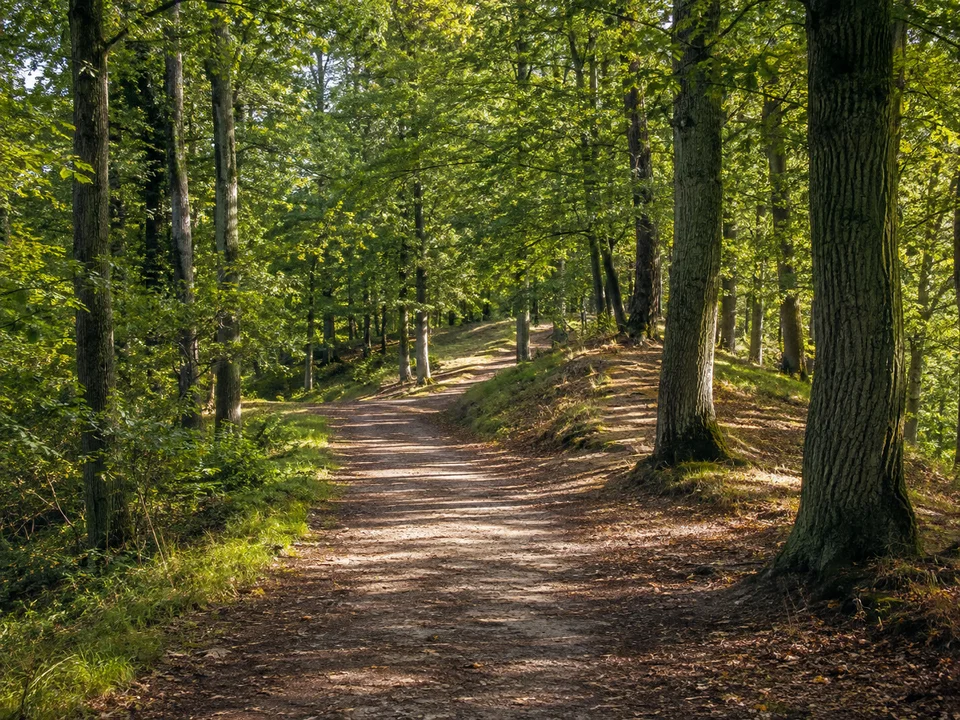 Meilwald: Breiter Laubwaldweg im Erlanger Meilwald unter hohen Eichen und Buchen mit sanfter Bodenwelle.