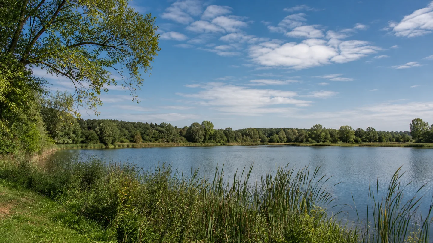 Erlangen: Dechsendorfer Weiher Südost: Dechsendorfer Weiher: Breiter flacher Dechsendorfer Weiher bei Erlangen mit lockerem Schilfrand, grünen Uferbäumen und niedrigem Waldhorizont, kein Gebirgssee.