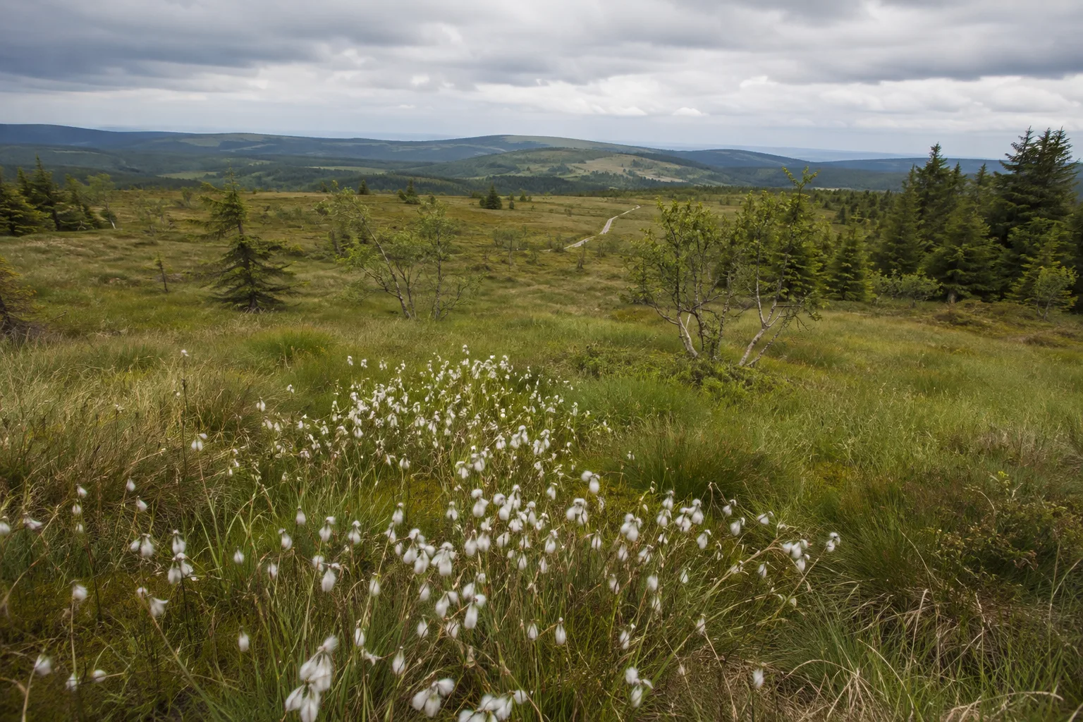 Osterzgebirge: offene Hochfläche mit Moorgras und windgeformtem Wald