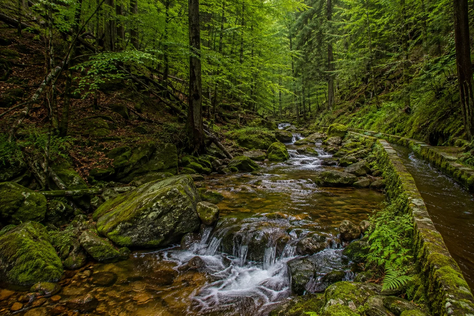 Westerzgebirge: tiefes bewaldetes Tal mit Bergbauspuren