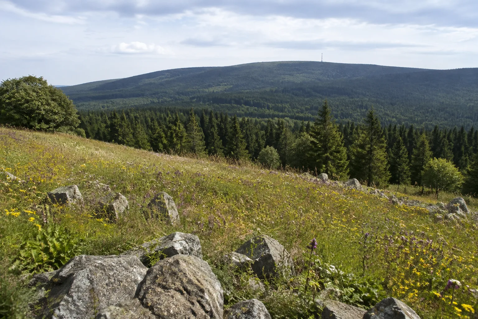 Erzgebirge: Erzgebirge: Erzgebirgskamm: weite Bergwiesen mit Steinrücken und dunklen Fichtenwäldern