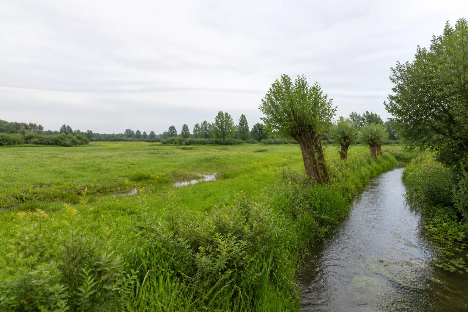 Ellerburger Wiesen