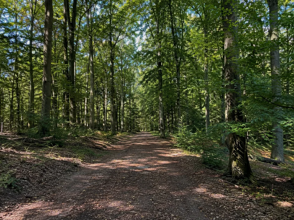 Schurwald am Jägerhaus: Breiter Weg durch hohen Laubwald auf einer sanften Hochfläche oberhalb Esslingen