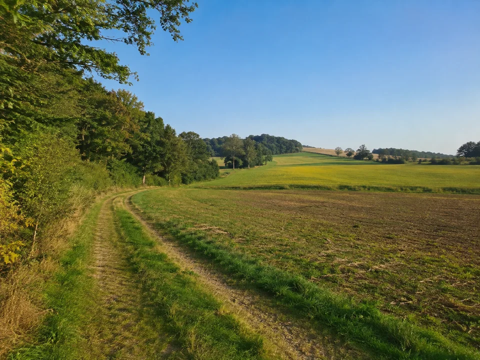 Filderrand bei Berkheim: Offene sanft gewellte Felder mit grasigem Wirtschaftsweg und Laubwaldsaum am Rand der Filderhochfläche