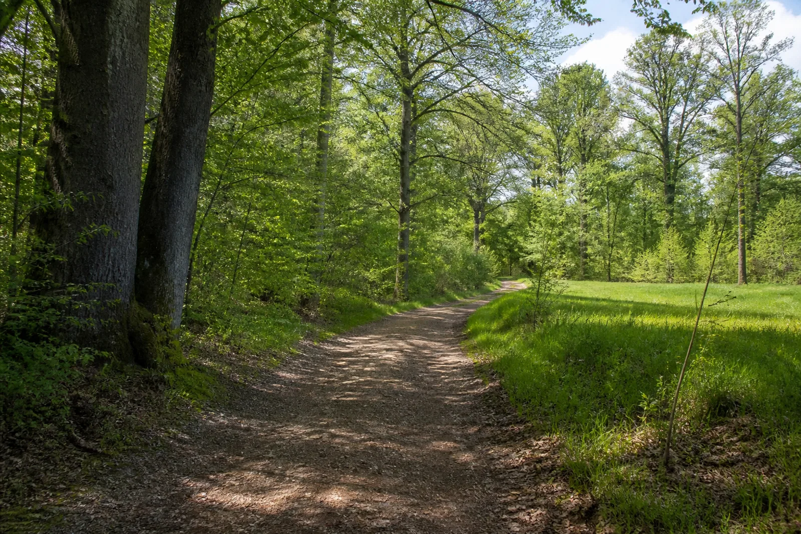 Breiter Waldweg an einer Lichtung im Billiger Wald bei Euskirchen