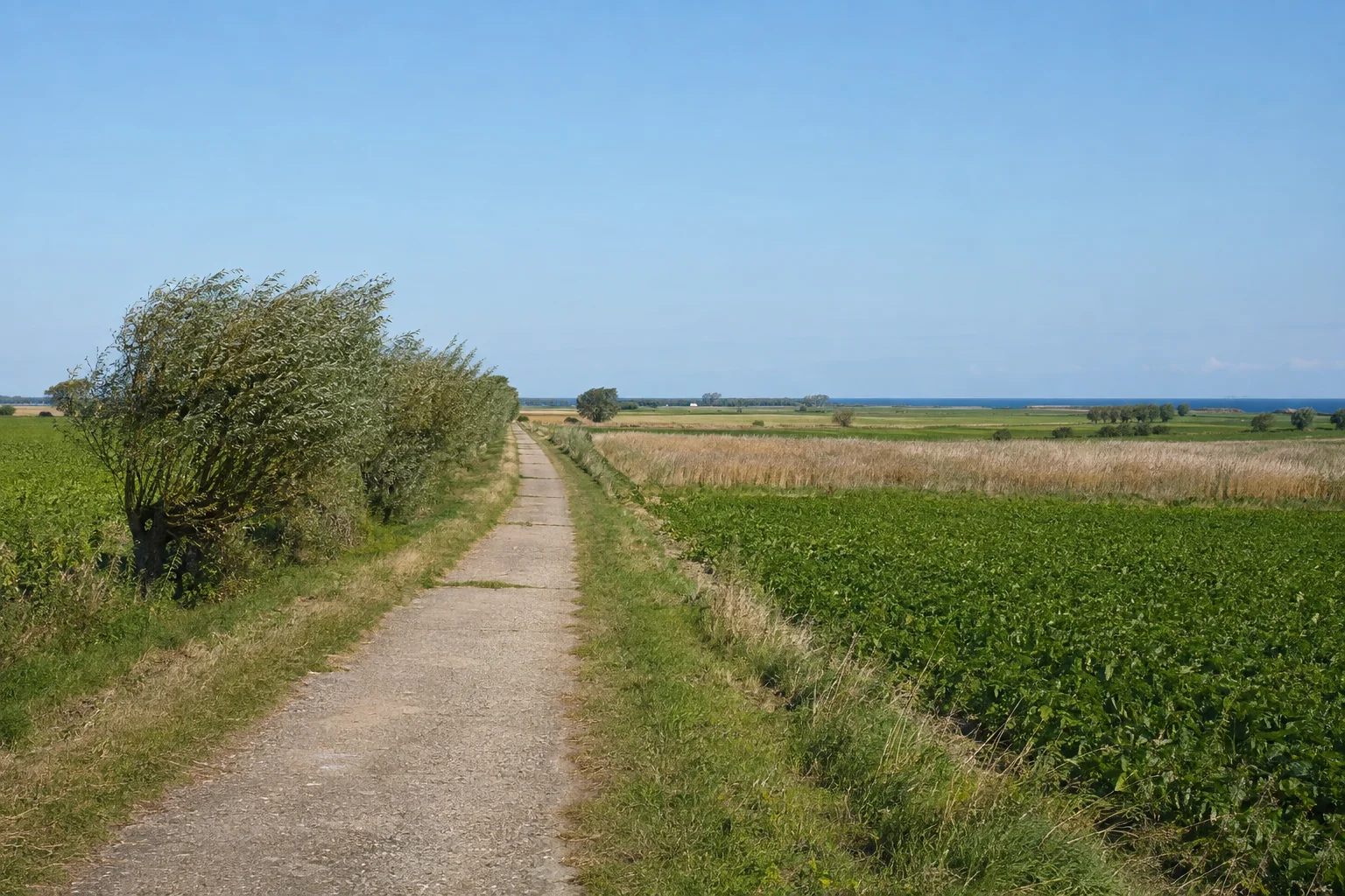 Dänschendorfer Dorfumland: gerader ländlicher Weg zwischen flachen Feldern mit windgeformten niedrigen Bäumen, keine Steilküste