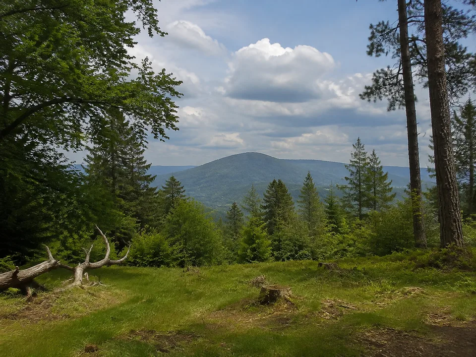 Altkönigblick: Waldlichtung mit Blick zum benachbarten Altkönig