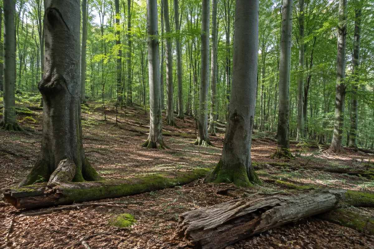Alter Buchenwald bei Lüttenhagen mit hohen glatten Stämmen und natürlichem Totholz