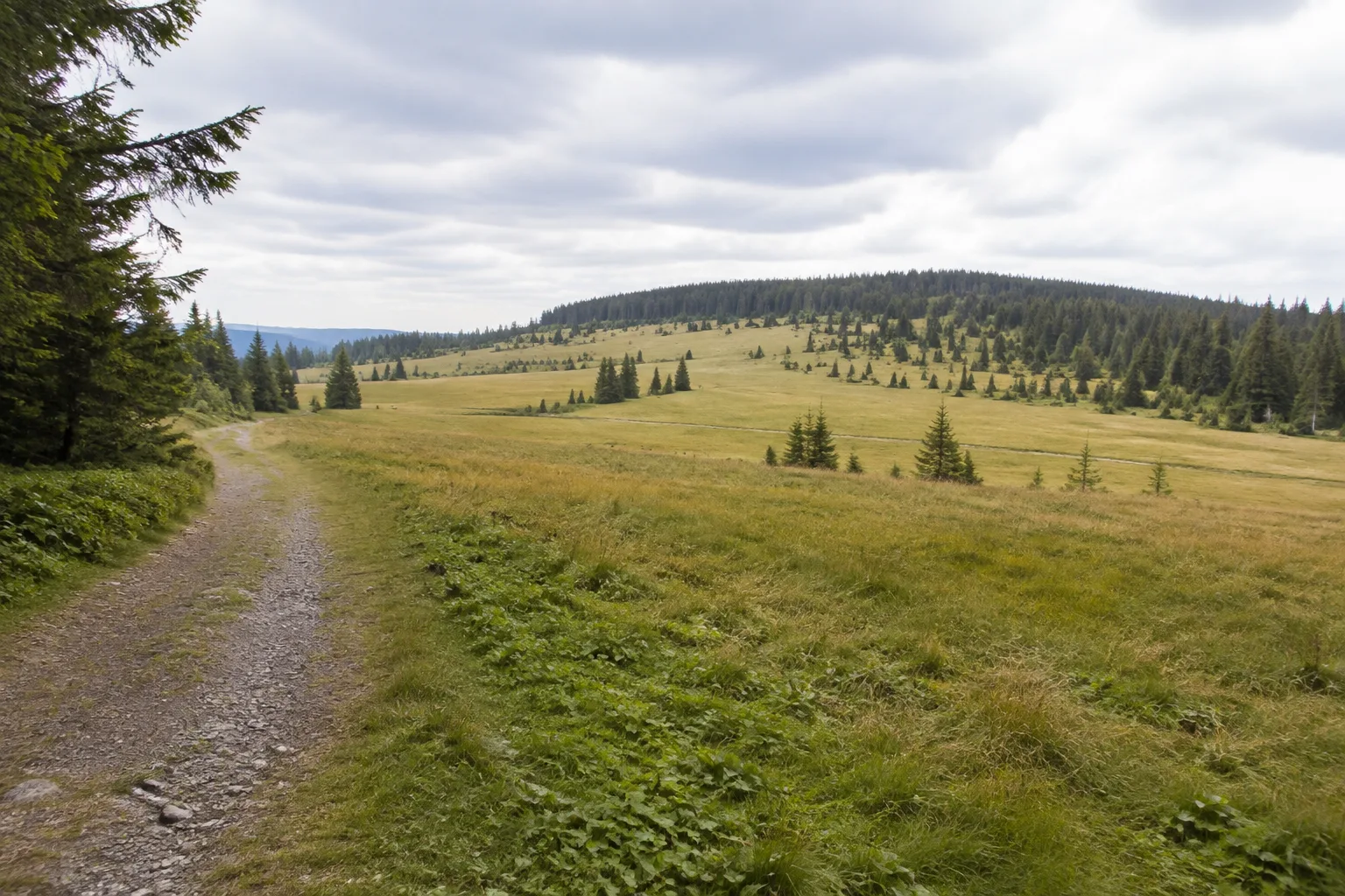 Rinken: offene Bergweiden und Waldwege am nördlichen Zugang