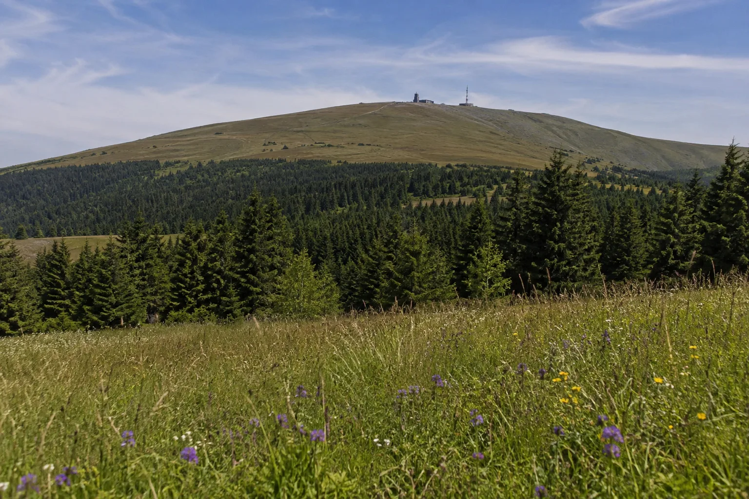 Fichtelbergwiesen: artenreiche Bergwiese am Rand dunkler Fichten