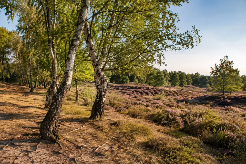 Waldsaum der Heide: Lichter Birkenwald neben Besenheide, heller sandiger Boden mit Wurzeln, niedrige Hügel