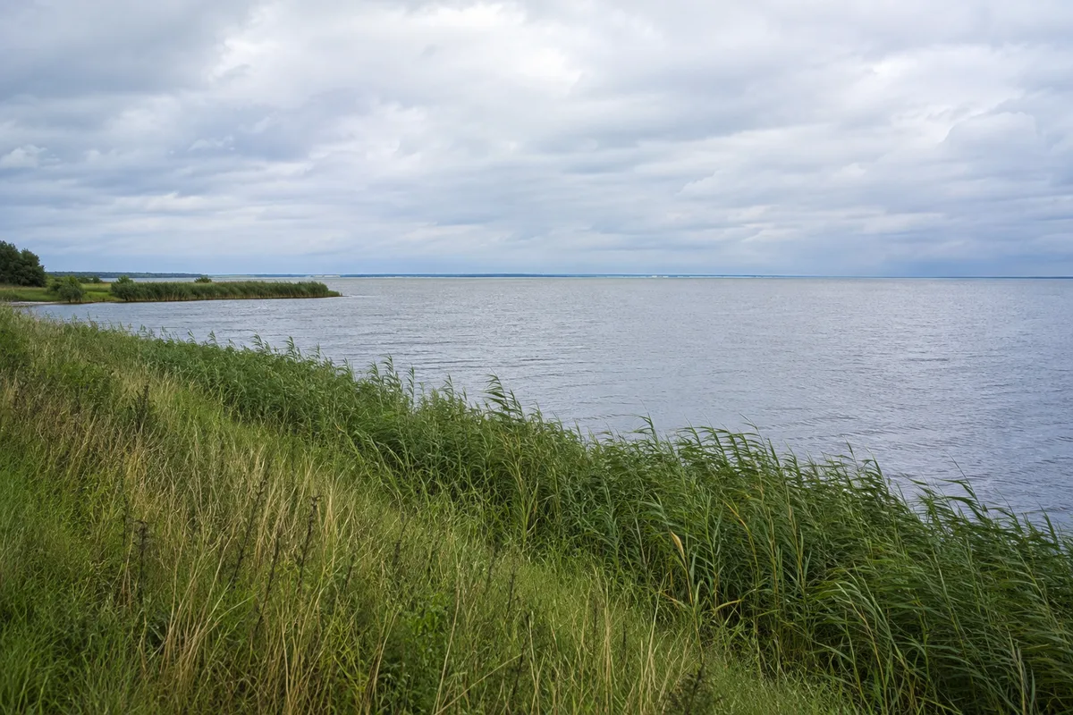Boddenufer bei Born mit Schilf und flachem weitem Wasser