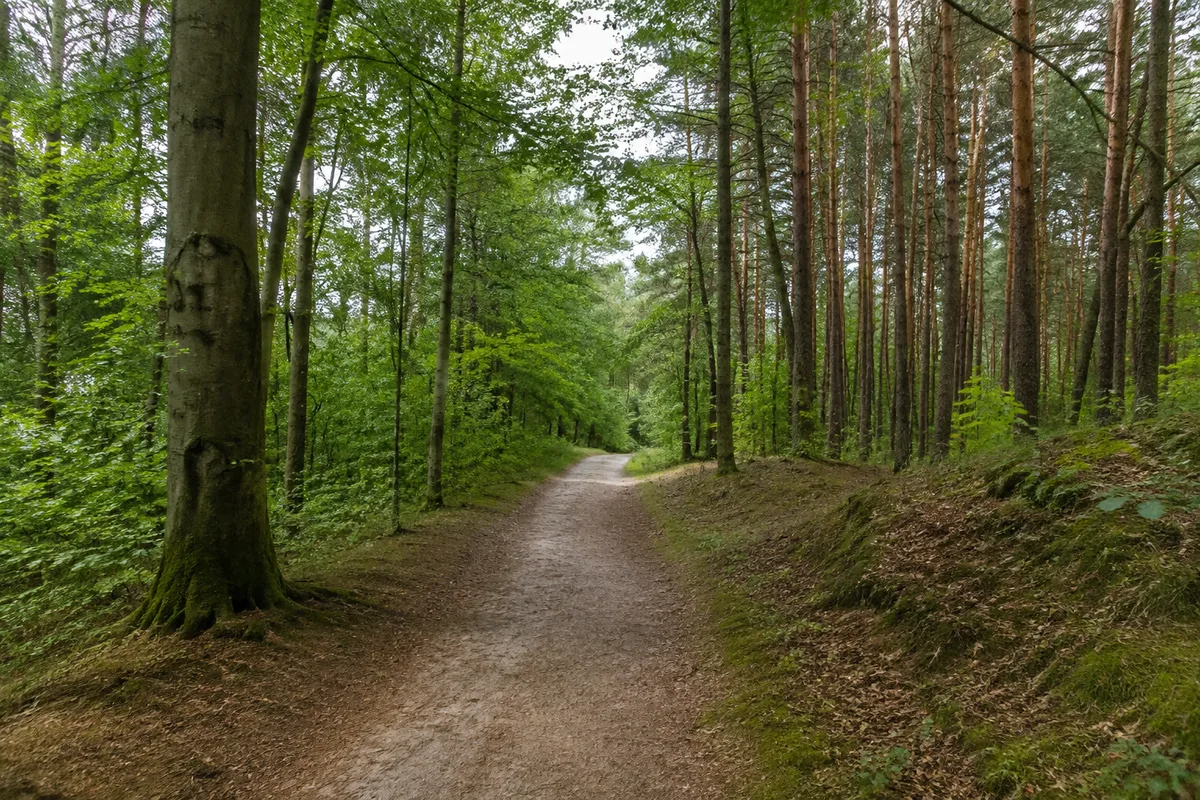 Waldweg im Darß mit Buchen und Kiefern auf sandigem Boden