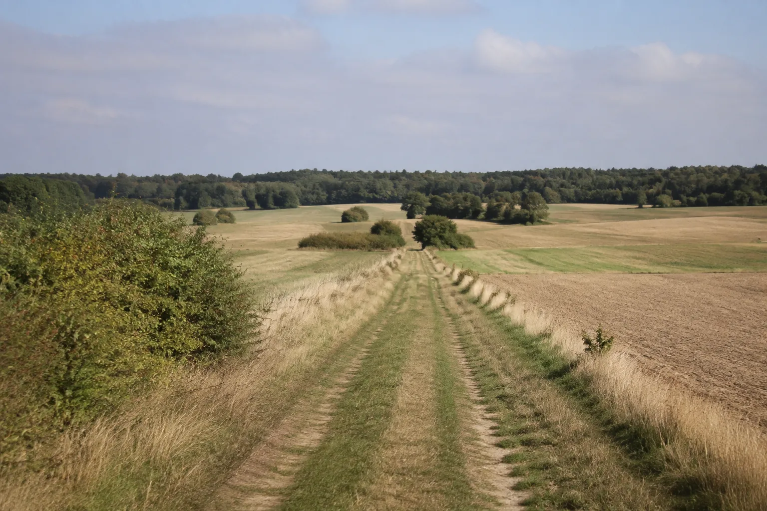 Östlicher Fläming: weiter Feldweg über niedrige Höhen mit Wald am Horizont