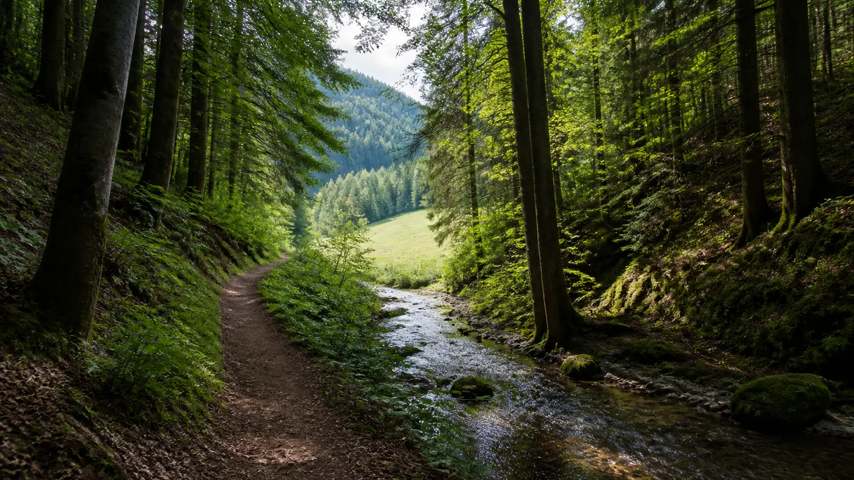 Wiesen und Wald am Beerenberg