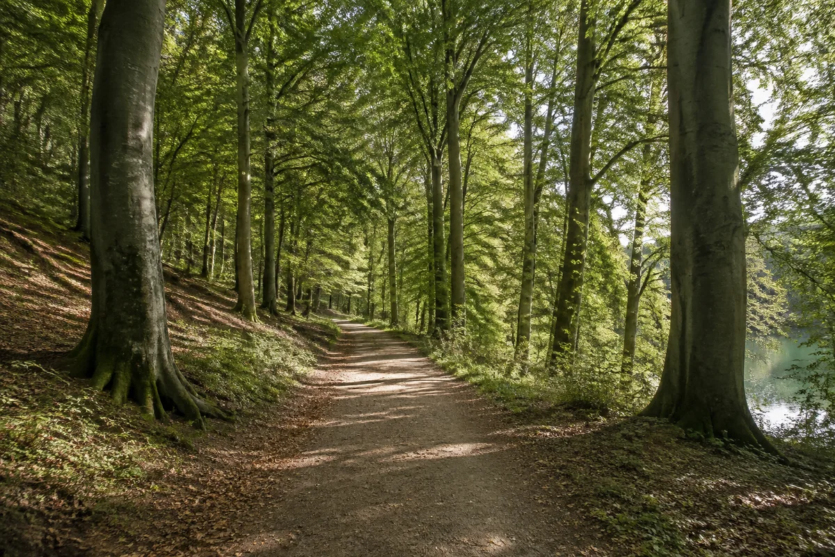 Marienhölzung: Breiter Laubwaldweg unter alten Buchen in leicht hügeligem Stadtwald
