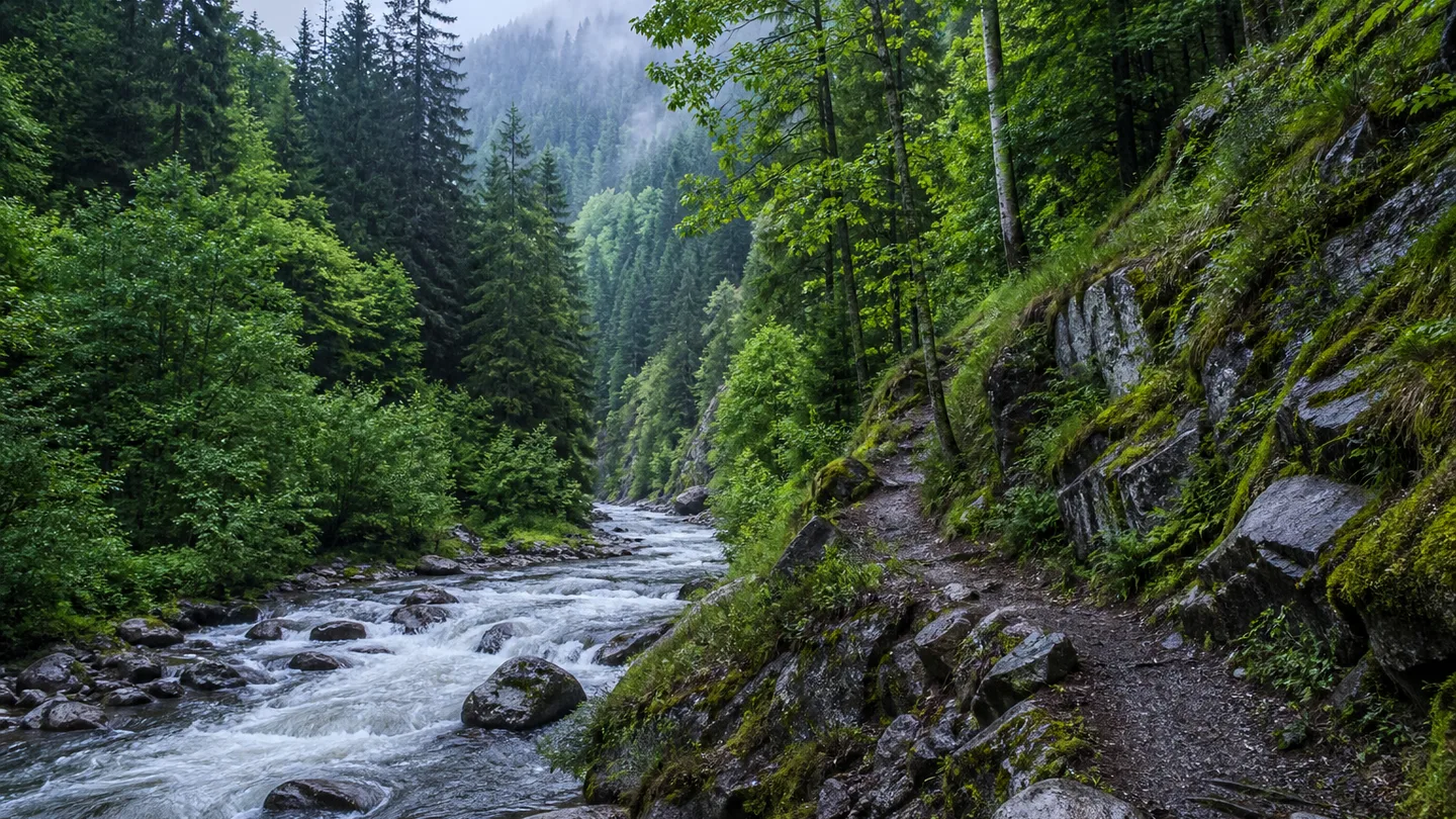 Forbach: Forbacher Murgtal: felsiger Fluss zwischen steilen dunklen Waldhängen