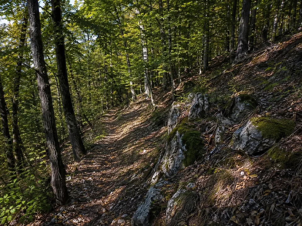 Buchenhang bei Entenberg: Waldweg am Fränkischen Dünenweg oberhalb Entenbergs, mäßiger Anstieg unter Buchen und kleinen Kalksteinen.
