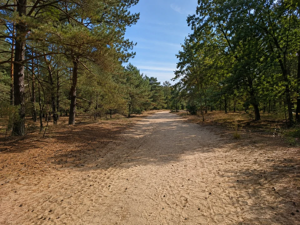 Sandweg bei Feucht: Breiter flacher sandiger Waldweg im Reichswald bei Feucht mit Kiefern, Eichen und trockenem Nadelboden.