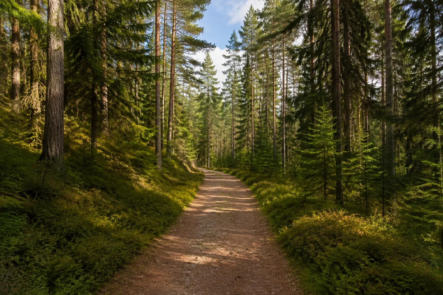Breiter Waldweg im Stiftsland bei Waldsassen, gemischter Kiefern- und Fichtenwald, Heidelbeerunterwuchs, sanfter Mittelgebirgsboden ohne Kalkfelsen.