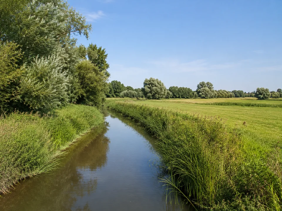 Niddaaue bei Bonames: Ruhiger schmaler Fluss neben weiten flachen grünen Wiesen mit Weiden und Schilfrändern