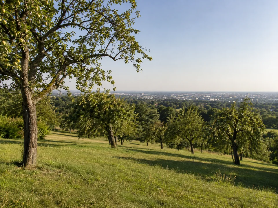 Obstwiesen am Lohrberg: Sanfte sonnige Hangwiese mit alten Apfelbäumen und weitem Blick über eine flache dicht besiedelte Ebene ohne einzelne markante Gebäude