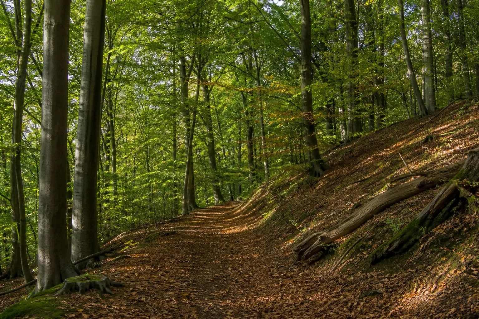 Frechen: Buchenwaldweg im Königsdorfer Forst Frechen