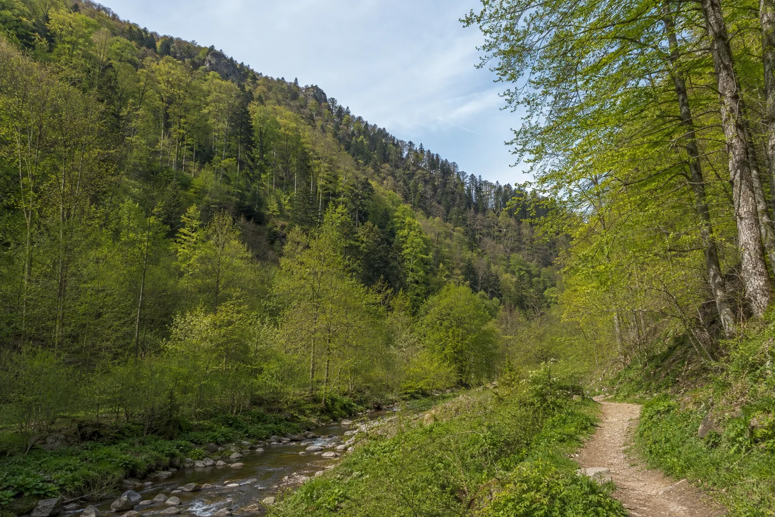 Günterstal und Kybfelsen: Bachtal und steile Mischwaldhänge südlich der Stadt