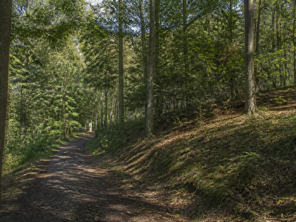 Windbergrand bei Kleinnaundorf: bewaldete niedrige Bergkuppe mit breitem schattigem Weg und Laubmischwald